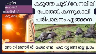 വേനല്‍/കടുത്ത ചൂട് കാലം പോത്ത് പരിപാലനം എങ്ങനെ| കന്നുകാലികളുടെ പരിപാലനം എങ്ങനെ |