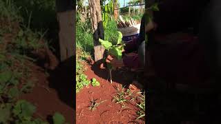 ចងទប់ កូនផាសិន ជាមួយឬស្សី / Training Passion Fruit Seedlings after being transplanted