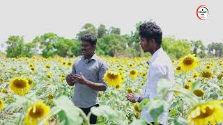 Jaffna Sunflower Garden | Jaafna, SriLanka