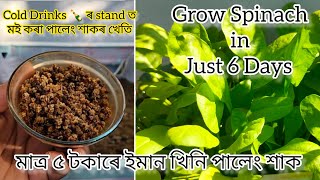 মই কৰা পালেং শাকৰ খেতি|| Small Balcony Garden||Organic Spinach 🥬#spinach #balconygarden#palengxaak