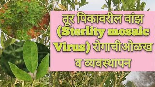 तूर पिकावरील वांझ रोगाचीओळख व व्यवस्थापन/ Sterlity Mosaic Virus on Tur