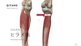 ヒラメ筋の解剖学図｜musculus soleus｜筋肉辞典#106