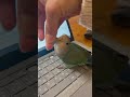 最近ハマってる遊び。　 インコあるある コザクラインコ コザクラインコのあおさん