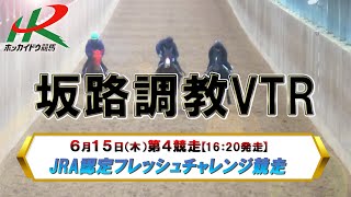 【坂路調教映像】6/15（木）　第4競走　JRA認定フレッシュチャレンジ競走