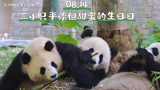 24.08.14都江堰～叻叻\u0026青寶兄妹三小只平淡但甜蜜的生日day！#panda #pandababy #giantpanda #singapore #大熊貓 #熊貓寶寶 #熊貓