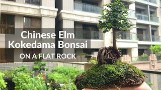 Kokedama Bonsai | Chinese Elm on a Rock [Moss Ball Technique] 苔球盆栽- 附石榆樹