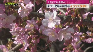 【河津桜まつり】ようやく見頃迎える　このところの陽気で開花進む　今週末は満開か（静岡・河津町）