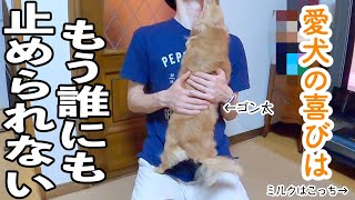 【感動の再会】喜びが大きすぎると犬はこうなる〜２匹に増えたダックスフンドの巻〜