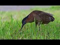 【雄成鳥 婚姻色】ズグロミゾゴイ malayan night heron