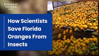 How Scientists Save Florida Oranges From Insects That Infect 90% Of Orchards | Big Business
