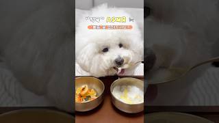 #떡국 먹방 하는 비숑 🐶 강아지 쩝쩝소리 중독이야.... #비숑가족 #비숑먹방 #하림펫푸드