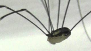 It's not a Spider - It's a Harvestman ... very very long legs.!