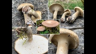 Rückblick auf unsere Funde des Maiporlings, Lentinus substrictus