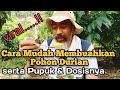 CARA MUDAH  MEMBUAHKAN POHON DURIAN DG PUPUK SERTA DOSISNYA #durian #PUPUKPERANGSANG #durianmontong