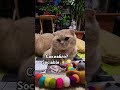 @VegasScottishFold6653 ##tiktok #cat #top #viralvideo #shortsvideo #fyp #animals #pets #cute #new#