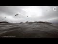 giant fin whale almost swallows diver along with his food