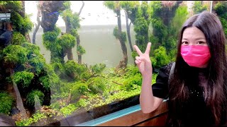 魚中魚【L型魚缸森林造景】台南安平店／白同學水族採訪