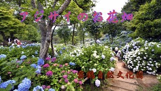 圧巻！アジサイのお花畑(舞鶴自然文化園のアジサイ祭)