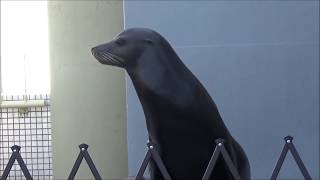 【おもしろ動画】須磨海浜水族園のアシカ！ナイト君のアシカショー！（今日の動物その31）（Knight's Sea Lion Show）