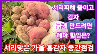 서리 맞은 가을 홍감자 서리피해 줄이고 알굵게 만들기~감자비대기,빨간,속노란,카스테라 감자 홍심이,귀농귀촌,전원일기 주말농장,텃밭