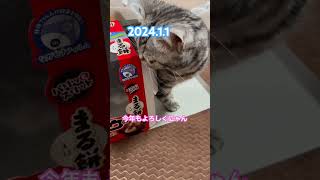 わちゃわちゃしてるにゃ #猫 #cat #アメショー #里親 #元旦 #新年 #2024 #shorts