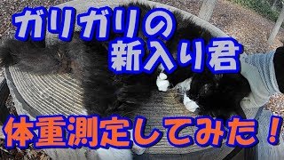 新入り猫の体重測定してみた！ついでにみけ子♀も測定😺