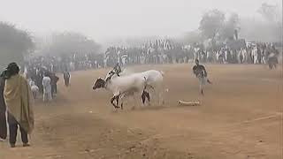 Bull race in pakistan 2024 | fakhry haripur dand. #trending #bullracevideo #virl