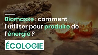 Biomasse : comment l'utiliser pour produire de l’énergie ?