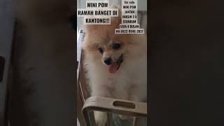 JUAL ANJING MINI POM RAMAH DI KANTONG#jualanjing#jualminipom