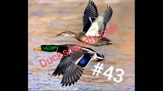 #43 kılkuyruk ördek sesi,anas acuta,cadone,Duck sound,@ducksoundhunter