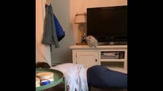 Cats Interrupting Exercise - Funny Cat Doing Sport - Kitten Play