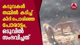 കടുവകള്‍ തമ്മില്‍  കടിച്ച് കീറി പൊരിഞ്ഞ പോരാട്ടം, ഒടുവില്‍ സംഭവിച്ചത് | Viral Video | Keralakaumudi