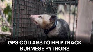 Latest tool to track Burmese pythons in Florida: GPS-fitted opossums