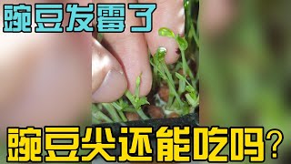 364 发霉的豌豆长出的芽菜还能吃吗？如何避免豌豆发霉？豌豆收了第三茬 --- #投笔从农朱叫兽 365挑战之364