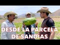 Meses de siembra para casi regalar el fruto | La vida del Agricultor