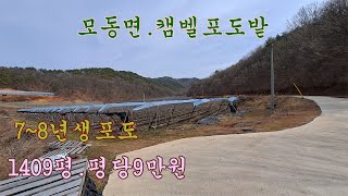 (10315) 캠벨포도7,8년생. 1409평당 9만원.상주시 모동면 덕곡리.생산관리지역