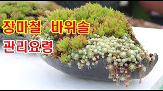 장마철 바위솔 관리 요령 오랜기간 터득한 경험을 이야기합니다.