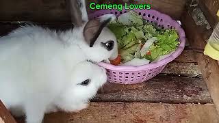 Memberi makan sayur-sayuran pada kelinci, kita pilihi yang masih segar dan layak #rabbit