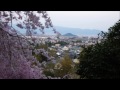 【桜満開】大神神社　久世彦神社　大美和の杜