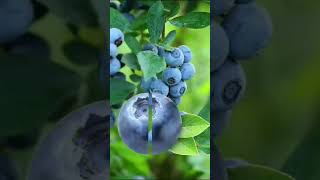 #stunning inside the #blueberry #cute #blues #tiny #fruits #blueberry #patriots #shortbeta #fypシ