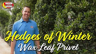 Hedges of Winter: Wax Leaf Privet