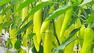 Muriya capsicums/ මුරියා මාලුමිරිස්