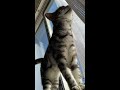 it s a beautiful day today. video of a cat basking in the sun on a windowsill. shorts