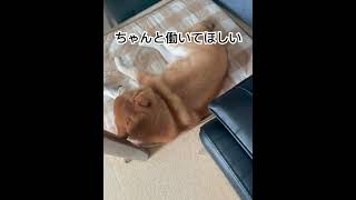 【仕事して！警備犬👮】柴犬さーち #shorts