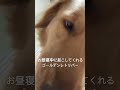 お昼寝中に起こしてくれるゴールデンレトリバー ゴールデンレトリバー ゴールデンレトリバーのいる暮らし 大型犬 犬 犬のいる生活 dog shorts short