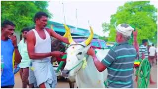 மேலூர் பந்தயம் நடந்தவை ஓர் சிறப்பு காட்சி .!!