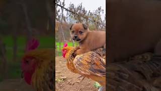 கோழி நாய்யை எங்கே கொண்டு சென்றது?| Dog Chicken|#viralvideo #shortvideo #trending #freinds #ytshortsl