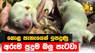 කොළ පැහැයෙන් ඉපදුණු අරුම පුදුම බලු පැටවා  - Hiru News