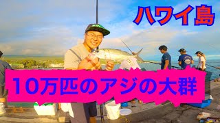 密で楽しむ⁉ハワイ島１０万匹の大アジの大群を釣る！いっぱい釣ってお刺身でいただく！【水中を泳ぐアジの映像あり】