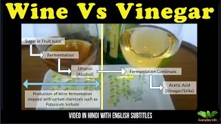 Wine vs Vinegar | Difference between Wine \u0026 Vinegar | वाइन और सिरके में अंतर | Everyday Life #05